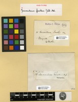 Isotype of Macromitrium fendleri Müll.Hal. [family ORTHOTRICHACEAE]