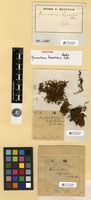 Isosyntype of Macromitrium hispidulum Thwaites & Mitt. [family ORTHOTRICHACEAE]