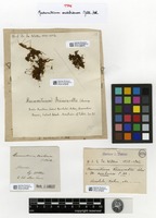 Type of Macromitrium owahiense Müll. Hal. [family ORTHOTRICHACEAE]
