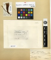 Type of Macromitrium saddleanum Besch. ex Müll.Hal. [family ORTHOTRICHACEAE]