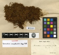 Isosyntype of Macromitrium semipellucidum Dozy & Molk. [family ORTHOTRICHACEAE]