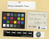 Type of Campylopus subcuspidatus (Hampe) A.Jaeger [family DICRANACEAE]