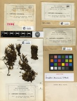 Isotype of Campylopus tenuinervis M.Fleisch. [family DICRANACEAE]