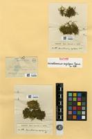 Syntype of Mittenothamnium oxystegium (Spruce ex Mitt.) Cardot [family HYPNACEAE]