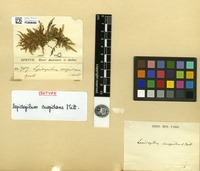 Isotype of Lepidopilum cuspidans Mitt. [family DALTONIACEAE]