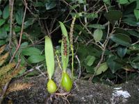 Bulbophyllum comorianum