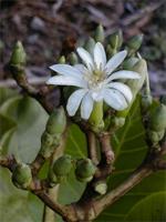 Anthocleista grandiflora
