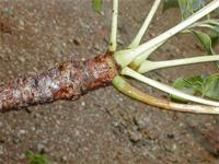 Sclerocarya birrea