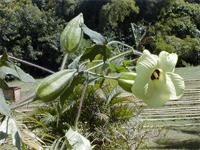 Abelmoschus moschatus