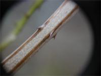 Acacia pentagona