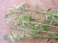 Agathisanthemum bojeri