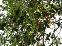 Acacia simplex