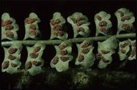 Asplenium sandersonii
