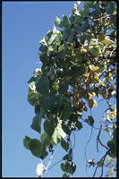 Ipomoea alba