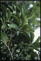 Labramia mayottensis