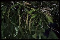 Oberonia disticha