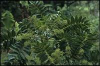 Polyscias felicis