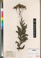 Isotype of Senecio serratuloides DC. [family ASTERACEAE]