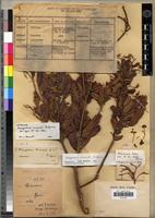 Lectotype of Nesogordonia normandii Capuron [family STERCULIACEAE]