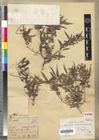Type of Microsteira ambovombensis Arènes [family MALPIGHIACEAE]