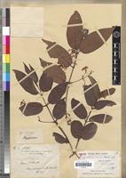 Isosyntype of Microsteira brickavillensis Arènes [family MALPIGHIACEAE]