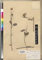 Isotype of Microsteira gracilis Dubard & Dop [family MALPIGHIACEAE]