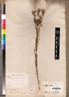 Isotype of Geigeria burkei Harv. [family ASTERACEAE]