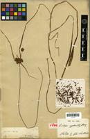 Isotype of Courtoisia cyperoides Nees [family CYPERACEAE]