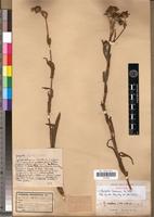 Isotype of Guizotia kassneri De Wild. [family ASTERACEAE]