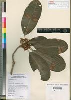 Isotype of Labramia mayottensis Labat, Pignal & O.Pascal [family SAPOTACEAE]