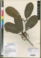 Holotype of Labramia mayottensis Labat, Pignal & O.Pascal [family SAPOTACEAE]