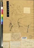 Holotype of Euphorbia biaculeata M.Denis [family EUPHORBIACEAE]