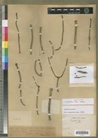 Holotype of Euphorbia laro Drake [family EUPHORBIACEAE]