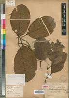 Type of Sarcocephalus xanthoxylon A.Chev. [family RUBIACEAE]