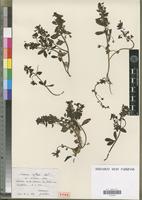 Holotype of Linaria reflexa Desf. var. cirtensis Maire [family SCROPHULARIACEAE]