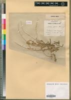 Type of Salsola gaetula Maire [family CHENOPODIACEAE]