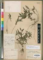 Type of Ruellia prostrata Poir. var. rivularis R.Benoist [family ACANTHACEAE]