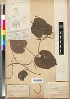 Isotype of Dioscoreophyllum klaineanum Pierre [family MENISPERMACEAE]