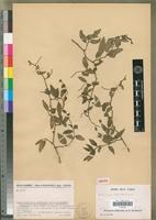 Isotype of Deeringia humbertiana Cavaco [family AMARANTHACEAE]