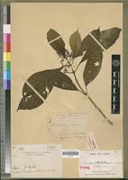 Holotype of Chasallia stenantha Bremek. [family RUBIACEAE]