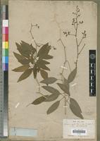 Isotype of Berenice arguta Tul. [family CAMPANULACEAE]