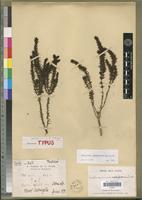 Holotype of Anthospermum madagascariense Puff [family RUBIACEAE]
