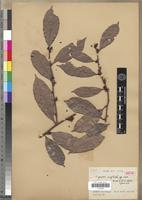 Isotype of Tapura neglecta N.Hallé & H.Heine [family DICHAPETALACEAE]