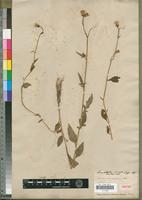 Isotype of Senecio diversifolius A.Rich. [family ASTERACEAE]
