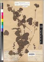 Isolectotype of Cissampelos mucronata A.Rich. [family MENISPERMACEAE]