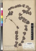 Isotype of Cissampelos mucronata A.Rich. [family MENISPERMACEAE]