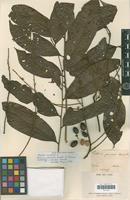 Syntype of Talisia carinata Radlk. [family SAPINDACEAE]