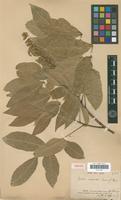Isotype of Sapindus esculentus Cambess. [family SAPINDACEAE]