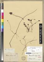 Isotype of Ranunculus meyeri Harv. [family RANUNCULACEAE]