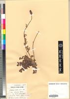 Holotype of Sanguisorba vestitum Pomel [family ROSACEAE]